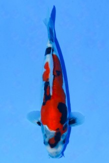 TATEGOI DOITSU SHOWA WEIBLICH Koi kaufen im Koishop