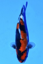 TATEGOI DOITSU SHOWA WEIBLICH