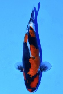 TATEGOI DOITSU SHOWA WEIBLICH Koi kaufen im Koishop