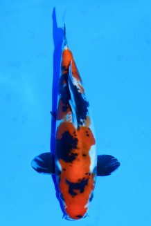 TATEGOI DOITSU SHOWA WEIBLICH Koi kaufen im Koishop