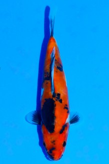 TATEGOI DOITSU SHOWA WEIBLICH Koi kaufen im Koishop