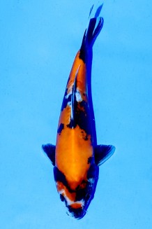 TATEGOI DOITSU SHOWA WEIBLICH Koi kaufen im Koishop