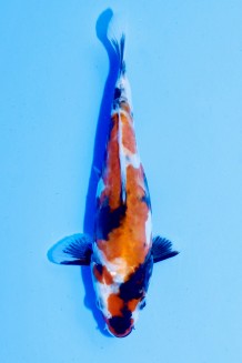 TATEGOI DOITSU SHOWA WEIBLICH Koi kaufen im Koishop