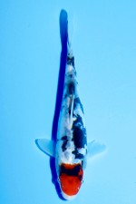 TATEGOI DOITSU TANCHO SHOWA