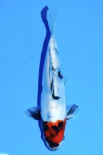 TATEGOI DOITSU TANCHO SHOWA WEIBLICH