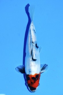 TATEGOI DOITSU TANCHO SHOWA WEIBLICH Koi kaufen im Koishop