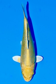 TATEGOI DOITSU YAMABUKI WEIBLICH Koi kaufen im Koishop