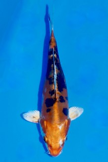 TATEGOI DOITSU YAMAOTO NISHIKI Koi kaufen im Koishop