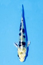 TATEGOI DOITSU YAMATO KI NISHIKIGOI