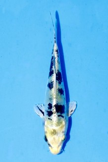 TATEGOI DOITSU YAMATO KI NISHIKIGOI Koi kaufen im Koishop