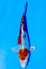 TATEGOI DOITSU YAMATO NISHIKI
