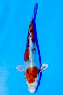 TATEGOI DOITSU YAMATO NISHIKI Koi kaufen im Koishop