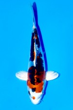 TATEGOI DOITSU YAMATO NISHIKI