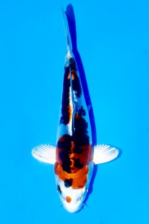 TATEGOI DOITSU YAMATO NISHIKI Koi kaufen im Koishop