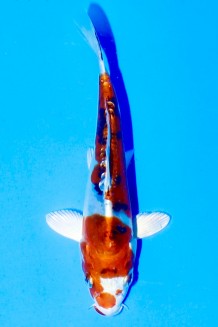 TATEGOI DOITSU YAMATO NISHIKI Koi kaufen im Koishop