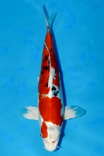 TATEGOI DOITSU YAMATO NISHIKIGOI