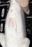 TATEGOI DOITSU YAMATO NISHIKIGOI 'BIG FIN' +41CM