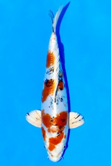 TATEGOI DOITSU YAMATO Koi kaufen im Koishop
