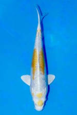 TATEGOI DOITSU YELLOW HARIWAKE WEIBLICH