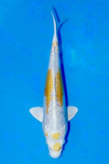 TATEGOI DOITSU YELLOW HARIWAKE Koi kaufen im Koishop
