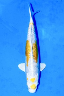 TATEGOI DOITSU YELLOW HARIWAKE WEIBLICH Koi kaufen im Koishop