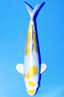 TATEGOI DOITSU YELLOW HARIWAKE WEIBLICH Koi kaufen im Koishop