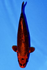 TATEGOI GIN AKA MATSUBA WEIBLICH +42CM