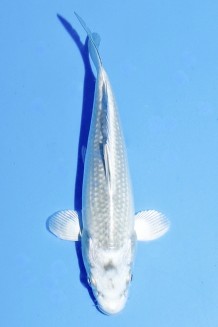 TATEGOI GIN MATSUBA Koi kaufen im Koishop