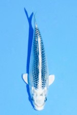 TATEGOI GIN SHIRO MATSUBA