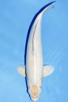 TATEGOI GIN SHIRO MUJI +44CM Koi kaufen im Koishop