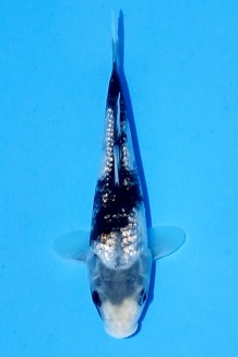 TATEGOI GINGIN SUMI NAGASHI Koi kaufen im Koishop