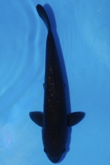 TATEGOI GINRIN BLACK DIAMOND +44CM Koi kaufen im Koishop