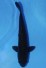 TATEGOI GINRIN BLACK DIAMOND +44CM