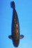 TATEGOI GINRIN BLACK DIAMOND +49CM