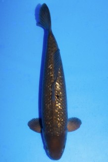 TATEGOI GINRIN BLACK DIAMOND +49CM Koi kaufen im Koishop