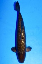 TATEGOI GINRIN BLACK DIAMOND +49CM