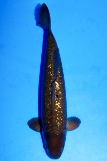 TATEGOI GINRIN BLACK DIAMOND +49CM Koi kaufen im Koishop