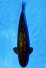 TATEGOI GINRIN BLACK DIAMOND +51CM