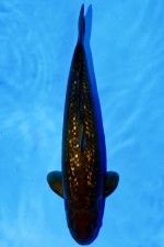 TATEGOI GINRIN BLACK DIAMOND +51CM