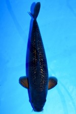 TATEGOI GINRIN BLACK DIAMOND +52CM