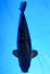TATEGOI GINRIN BLACK DIAMOND +52CM