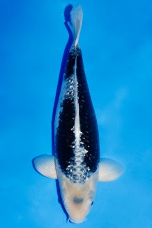 TATEGOI GINRIN BLACK DIAMOND, +54CM Koi kaufen im Koishop