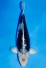 TATEGOI GINRIN BLACK DIAMOND, +54CM