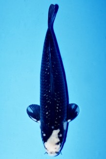 TATEGOI GINRIN BLACK DIAMOND Koi kaufen im Koishop