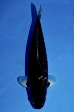 TATEGOI GINRIN BLACK DIAMOND "BLACK ZEUS" +43CM