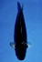 TATEGOI GINRIN BLACK DIAMOND "BLACK ZEUS" +43CM