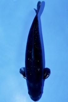 TATEGOI GINRIN BLACK DIAMOND "BRONCE SAMURAI" +45CM Koi kaufen im Koishop