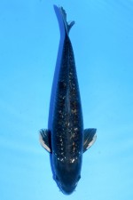 TATEGOI GINRIN BLACK DIAMOND "BRONCE SAMURAI" +45CM