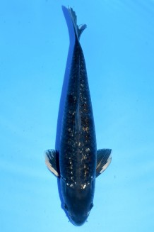 TATEGOI GINRIN BLACK DIAMOND "BRONCE SAMURAI" +45CM Koi kaufen im Koishop