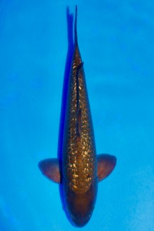 TATEGOI GINRIN BLACK DIAMOND GRÜN +50CM Koi kaufen im Koishop